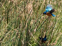 hildebrandt's starling 1